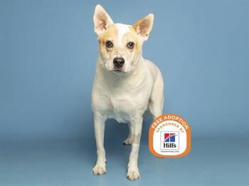 AMBER -  Australian Cattle Dog Blue Heeler and Mixed Breed Dog for Adoption in Phoenix, Arizona - AMBER | PetCurious