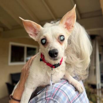 Snow White -  Chihuahua Dog for Adoption in Ramona, California - Snow White | PetCurious