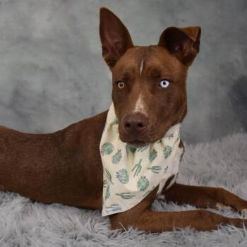 Rescue Shepherd Dogs for Adoption in Yuma, Arizona - Stitch | PetCurious