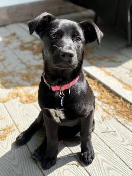Black Labrador Retriever Dogs Available for Adoption in Mount Pleasant, South Carolina - Brittany | PetCurious