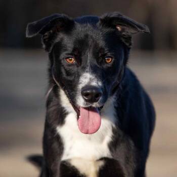 Mixed Breed Dogs Available for Adoption in Henderson, Kentucky - Sycamore | PetCurious