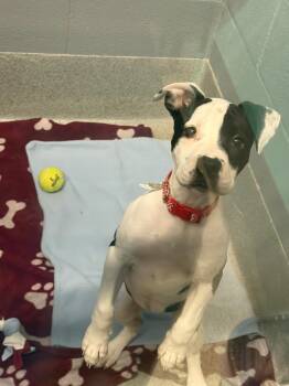 Pit Bull Terrier Dogs Available for Adoption in Bloomington, Indiana - CowCow | PetCurious