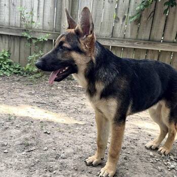 Max -  German Shepherd Dog Dog for Adoption in Champaign, Illinois - Max | PetCurious