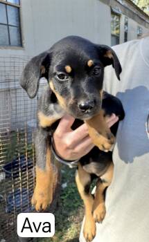 Rescue Border Collie Dogs for Adoption in Manchester, Connecticut - Ava | PetCurious