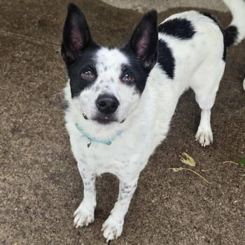 Rescue Australian Cattle Dog Blue Heeler and Terrier Dogs for Adoption in Waterloo, Iowa - Bouncer | PetCurious