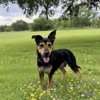 Sadie -  German Shepherd Dog Dog for Adoption in Fairfield, Connecticut - Sadie | PetCurious