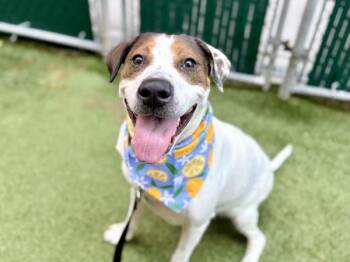 Mirabella -  Mixed Breed Dog for Adoption in New York, New York - Mirabella | PetCurious