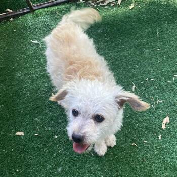 Dolly -  Poodle Dog for Adoption in Escondido, California - Dolly | PetCurious