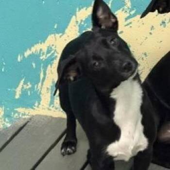 Terrier Dogs Available for Adoption in Bullhead City, Arizona - Dog (3) 04/13/2026 | PetCurious