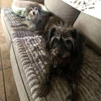Cairn Terrier Dogs Available for Adoption - Carol Bell And Danny  | PetCurious