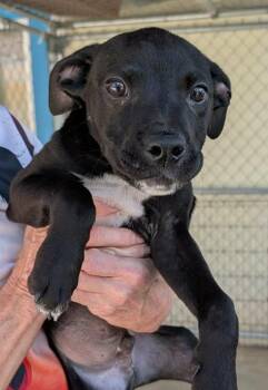 Mixed Breed Dogs Available for Adoption in Kingsland, Georgia - Goofy | PetCurious