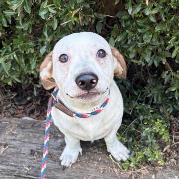 Toby Keith -  Terrier and Hound Dog for Adoption in Birmingham, Alabama - Toby Keith | PetCurious