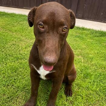 Chocolate Labrador Retriever Dogs Available for Adoption in Harlingen, Texas - Austin | PetCurious