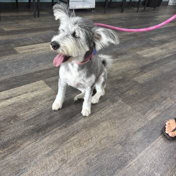 Rescue Miniature Schnauzer and Husky Dogs for Adoption in Tustin, California - Daisy Needs Forever Home | PetCurious
