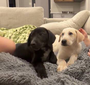 Aaron -  Labrador Retriever and Great Pyrenees Dog for Adoption - Aaron | PetCurious