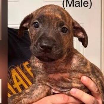 Malbec -  Mixed Breed Dog for Adoption in New York, New York - Malbec | PetCurious
