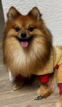 Dewie -  Pomeranian Dog for Adoption in St. Augustine, Florida - Dewie | PetCurious