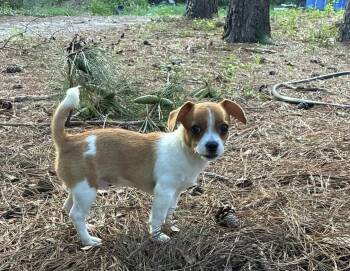 Stitch -  Chihuahua and Dachshund Dog for Adoption in York, South Carolina - Stitch | PetCurious