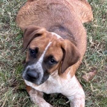 Patton -  English Coonhound Dog for Adoption in Okolona, Mississippi - Patton | PetCurious