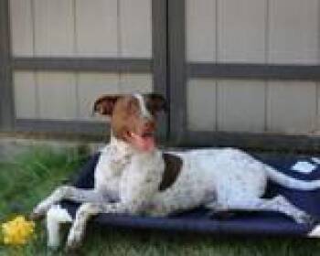 Rescue German Shorthaired Pointer Dogs for Adoption in Hillsboro, Oregon - Callie | PetCurious