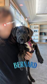Labrador Retriever and Boxer Dogs Available for Adoption in Council Bluffs, Iowa - Bernard | PetCurious