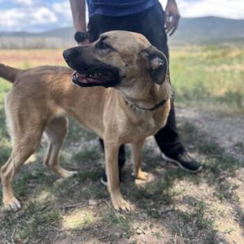 Cinderella -  German Shepherd Dog and Mixed Breed Dog for Adoption in Glenwood Springs, Colorado - Cinderella | PetCurious