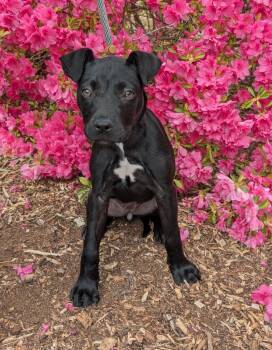 Daphne -  Shar Pei and Pit Bull Terrier Dog for Adoption in Madison, Georgia - Daphne | PetCurious