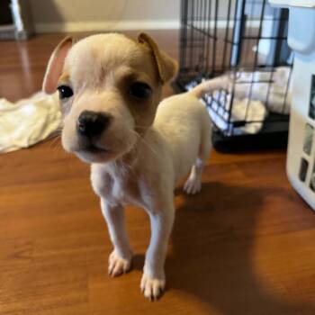 DJ -  Chihuahua and Mixed Breed Dog for Adoption in Pinellas Park, Florida - DJ | PetCurious