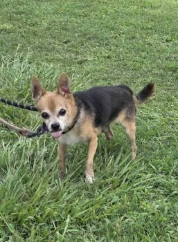 Felix -  Chihuahua Dog for Adoption in Elmwood, Louisiana - Felix | PetCurious