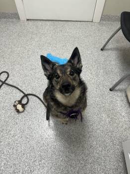 Rue -  Norwegian Elkhound and German Shepherd Dog Dog for Adoption in Lancaster, Pennsylvania - Rue | PetCurious