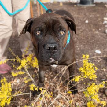 Babe -  Mixed Breed Dog for Adoption in Salt Lake City, Utah - Babe | PetCurious