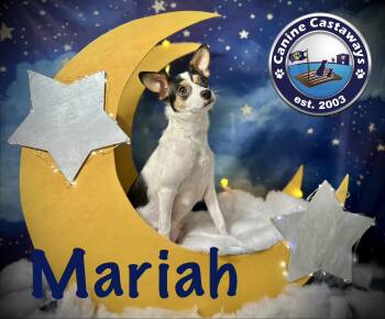 Mariah -  Rat Terrier Dog for Adoption in Arcadia, Florida - Mariah | PetCurious