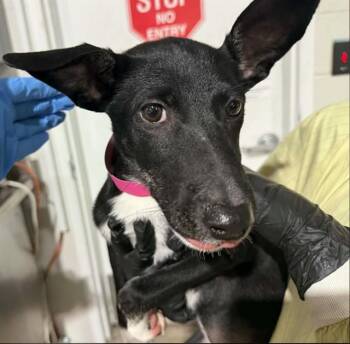 LUCY -  Siberian Husky and Mixed Breed Dog for Adoption in Colorado Springs, Colorado - LUCY | PetCurious