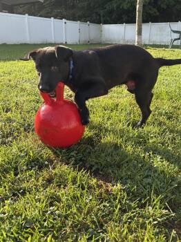 Luca -  Mixed Breed and German Shepherd Dog Dog for Adoption in Belleville, Michigan - Luca | PetCurious