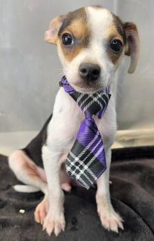 Rescue Chihuahua Dogs for Adoption in Foley, Alabama - Xavier | PetCurious