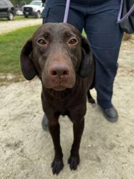 7b -  Labrador Retriever Dog for Adoption in Salisbury, Maryland - 7b | PetCurious