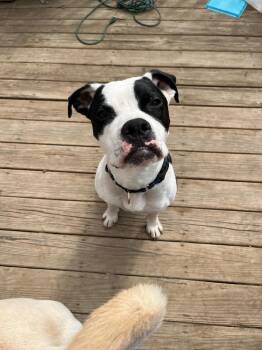 Rescue American Staffordshire Terrier Dogs for Adoption in New York, New York - Rocky Aka Giddy Up | PetCurious