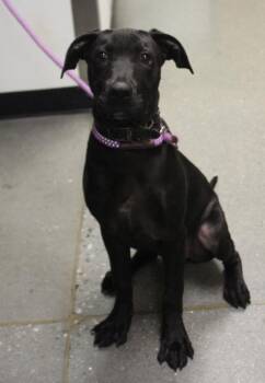 Labrador Retriever Dogs Available for Adoption in Lawrenceville, Georgia - Pen 107 Izu | PetCurious