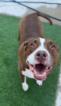 Bull Terrier Dogs Available for Adoption in Houston, Texas - Queen Bessie | PetCurious