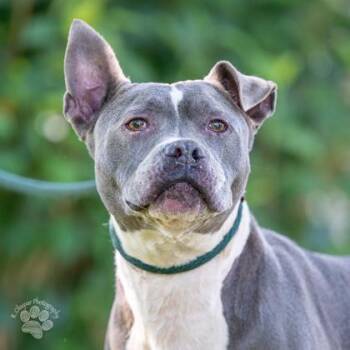 Pit Bull Terrier and Mixed Breed Dogs Available for Adoption in Honolulu, Hawaii - Juice | PetCurious