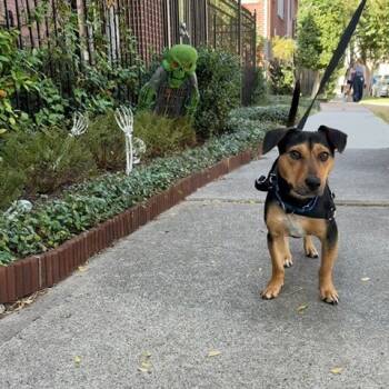 Rescue Mixed Breed Dogs for Adoption in Houston, Texas - Poncho | PetCurious