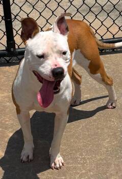 Kiya -  Pit Bull Terrier and Staffordshire Bull Terrier Dog for Adoption in Holly Springs, North Carolina - Kiya | PetCurious