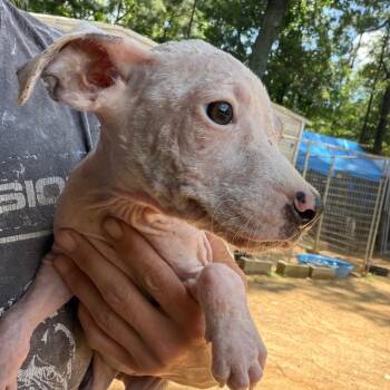 Stone Cold Steve Austin -  Catahoula Leopard Dog Dog Available for Adoption in Parrish, Alabama - Stone Cold Steve Austin | PetCurious