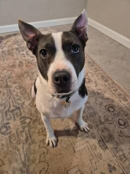 June -  Mixed Breed Dog for Adoption in Ellijay, Georgia - June | PetCurious