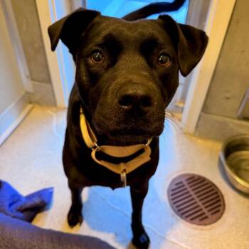Dixie May -  American Bulldog and Labrador Retriever Dog for Adoption in Port Angeles, Washington - Dixie May | PetCurious