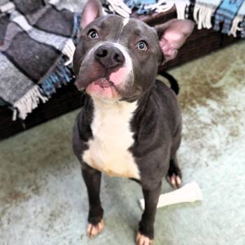 Cash -  Pit Bull Terrier Dog for Adoption in Michigan City, Indiana - Cash | PetCurious