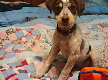 Gail -  Beagle and Australian Cattle Dog Blue Heeler Dog for Adoption in Medfield, Massachusetts - Gail | PetCurious