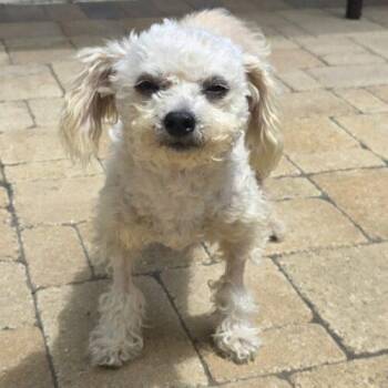 TINA -  Miniature Poodle and Mixed Breed Dog for Adoption in San Juan Capistrano, California - TINA | PetCurious