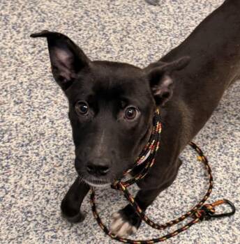 Miki -  American Staffordshire Terrier Dog for Adoption in Golden, Colorado - Miki | PetCurious