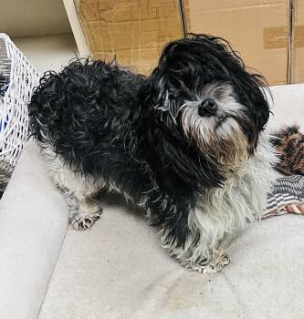 Shih Tzu Dogs Available for Adoption in Council Bluffs, Iowa - Marlin | PetCurious